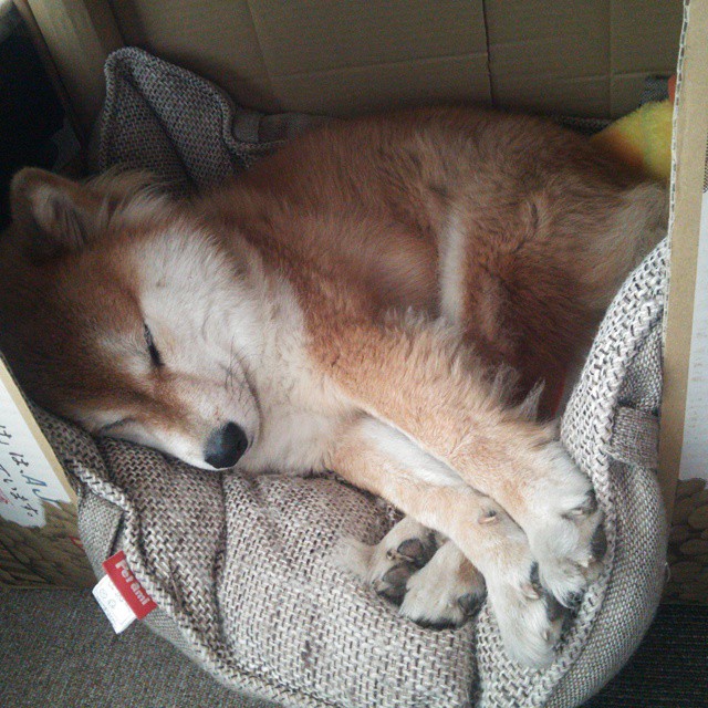 欧洲绿茵战场,比利时重炮轰塌日耳曼战车,阿克式防线锁死最后生机