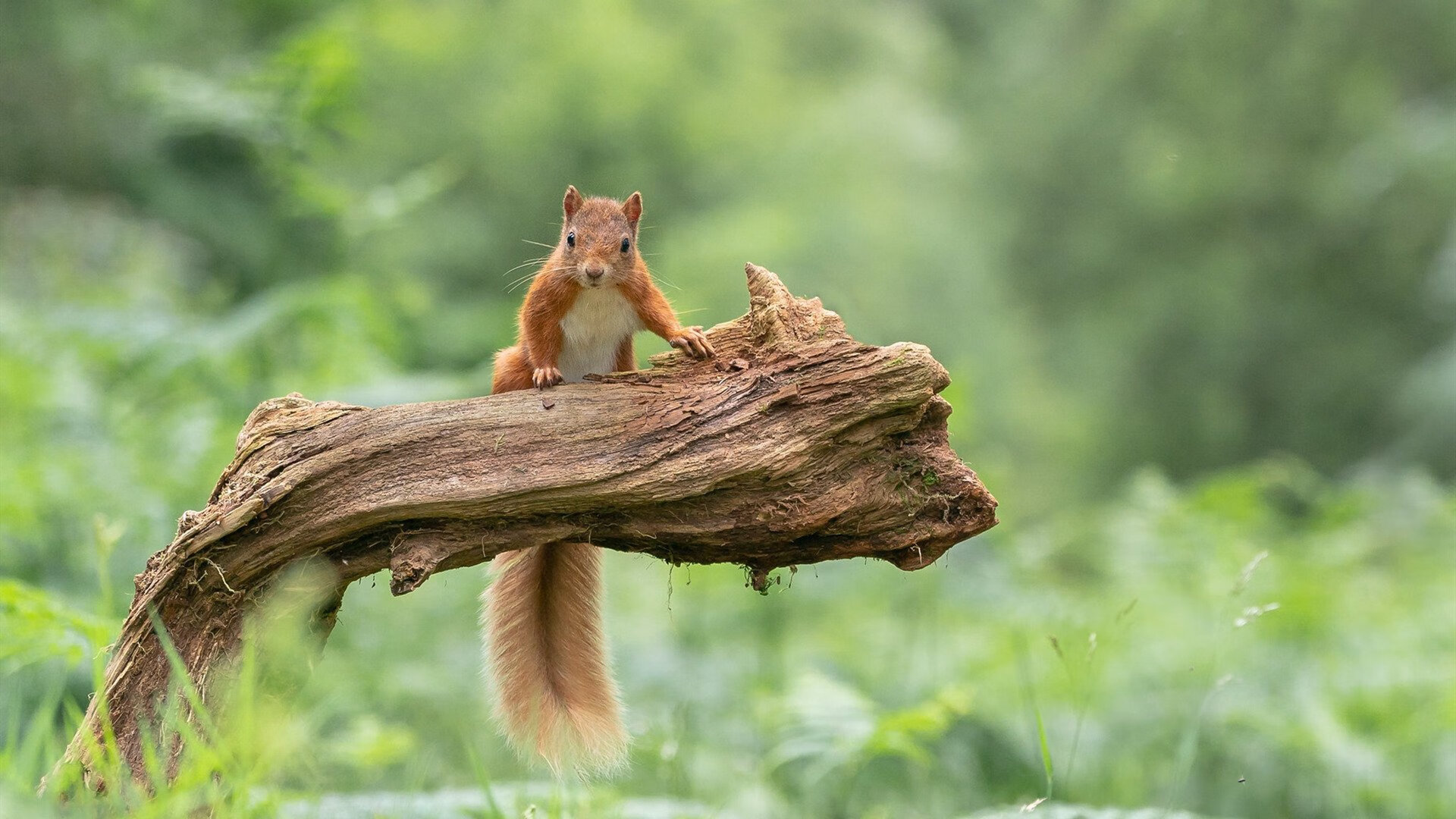 北欧童话破碎之夜，富安健洋悄然刷新亚洲足球的世界纪录