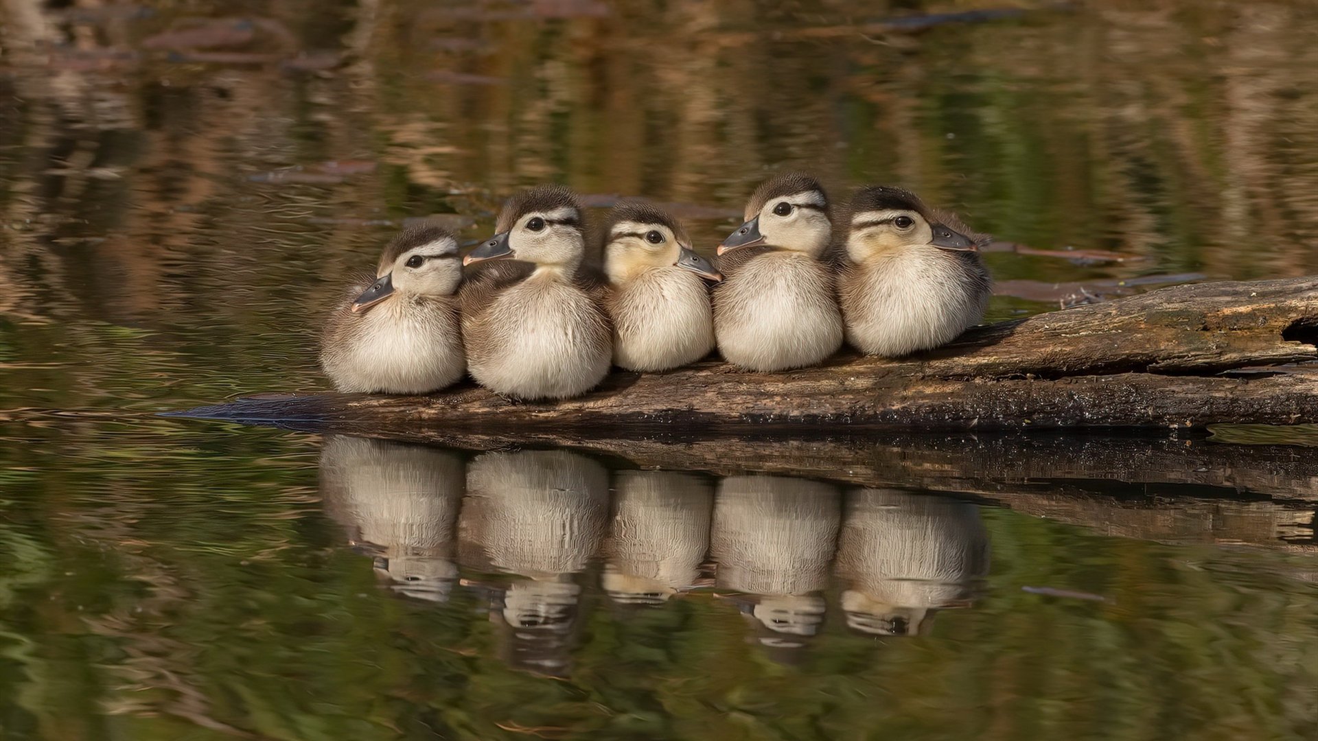 三分钟逆转与三秒绝望,当文班亚马让四十八分钟的比赛提前失去悬念