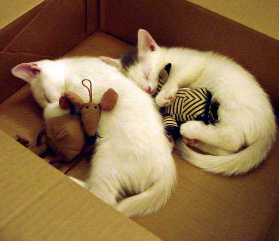 雷火电竞入驻-皮克封锁记，当突尼斯的沙漠盾牌撞碎摩洛哥的冠军之梦