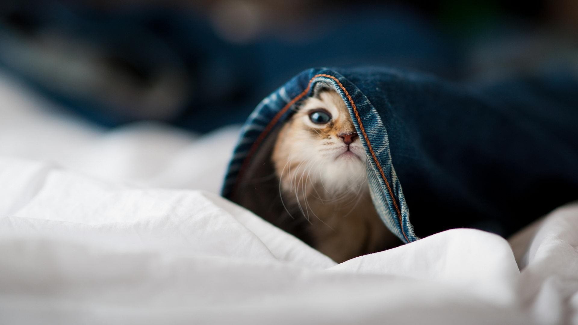 库里意甲首秀！篮球巨星关键抢断+三分绝杀震惊亚平宁