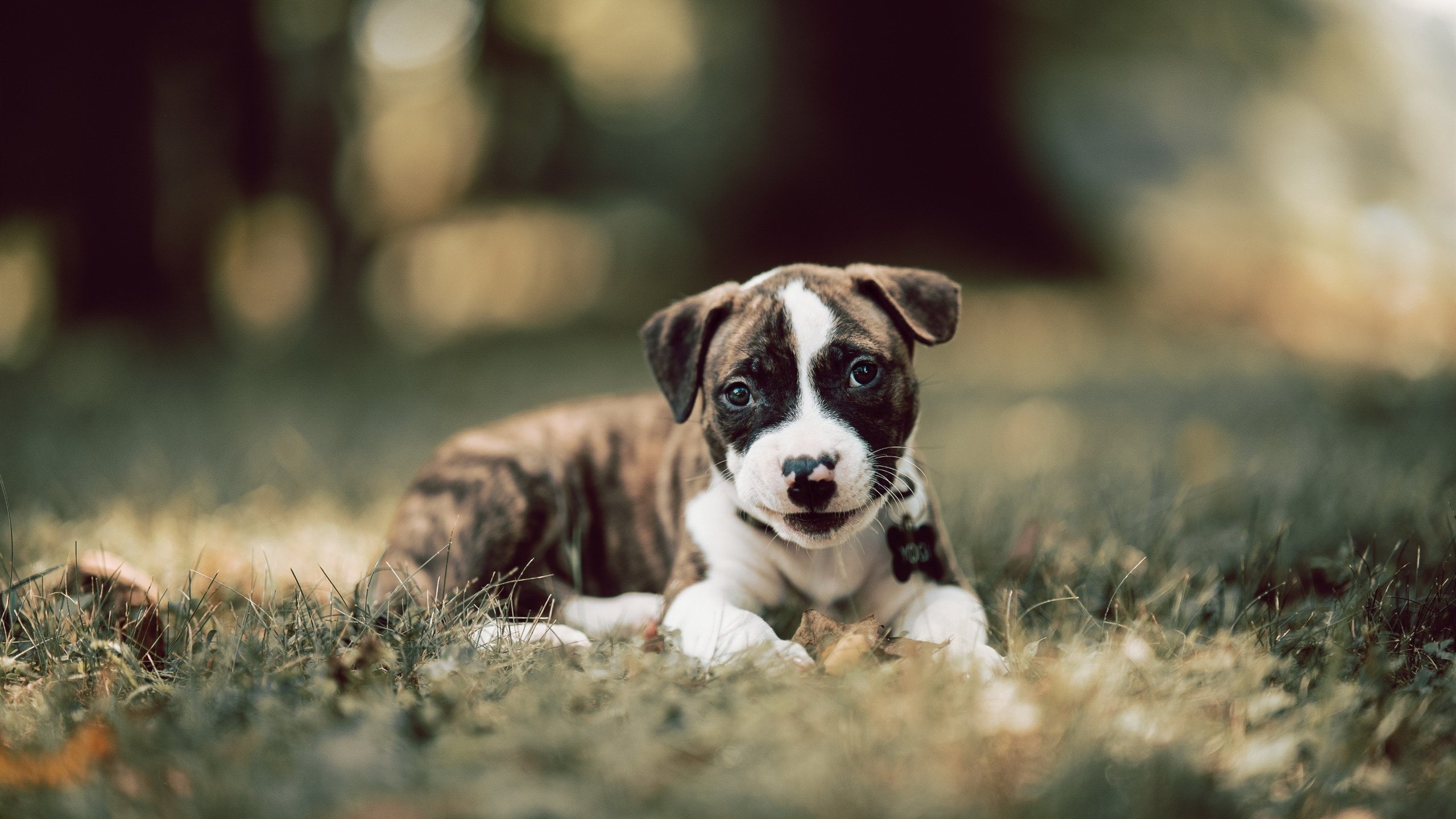 雷火电竞中国-当风暴遇见极限，在拜仁火力压制的必然性迷宫中，罗德里戈如何成为解锁红牛悖论的唯一密钥